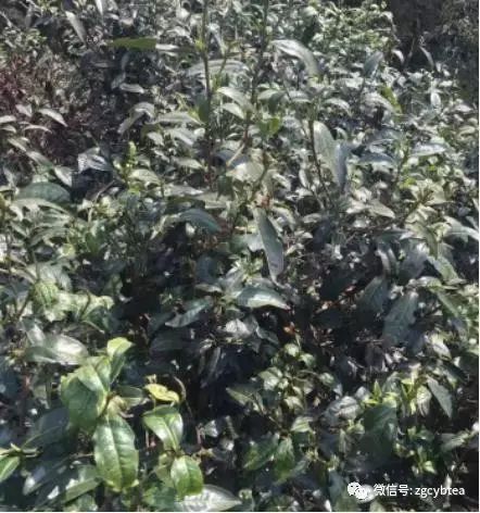 你现在到手的龙井春茶可能是假的！即时播报12大茶产区春茶产情