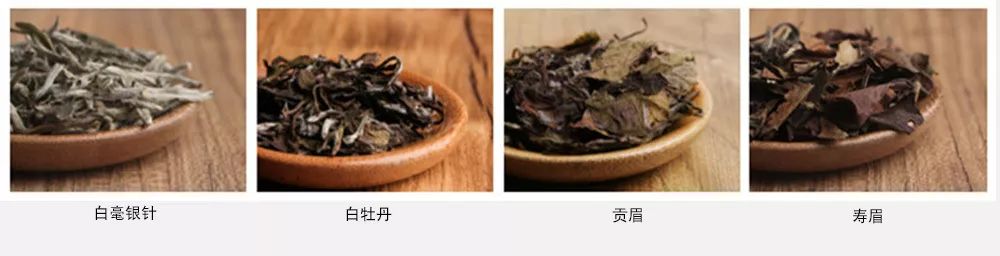 这篇万字超长文教你读懂关于白茶的几乎所有细节！可收藏作工具书使用