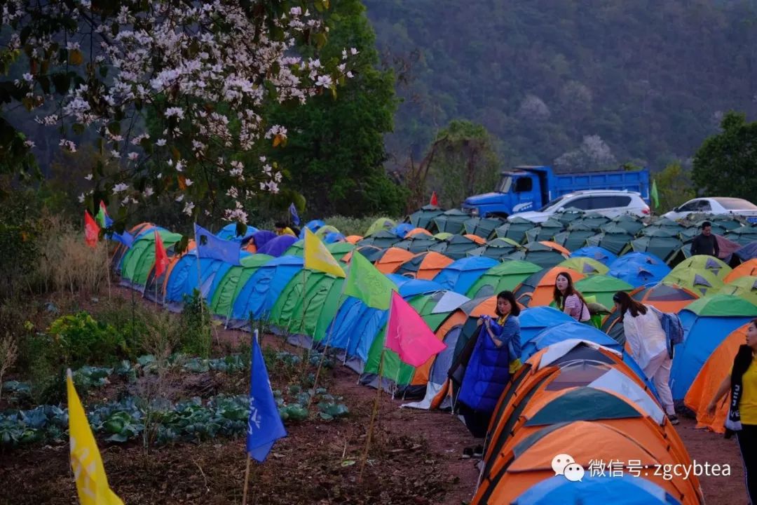 茶界香格里拉-传说中的曼松到底长什么样?图文揭秘长在森林中的古茶园