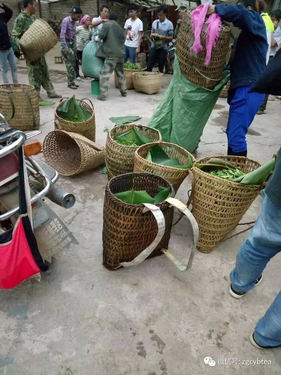 他们把班章村挤成菜市场，将易武堵成帝都，用生命演绎茶山怪象！