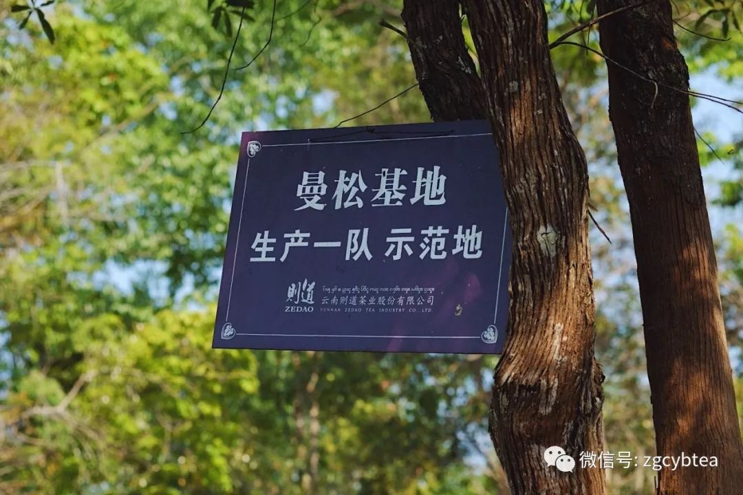 茶界香格里拉-传说中的曼松到底长什么样?图文揭秘长在森林中的古茶园