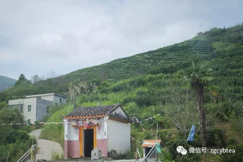 全国2862个县中它毫不起眼,却用牛肉丸和白溪茶氤氲了客家山乡梦