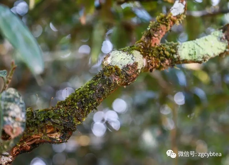 有人多花30%的钱,就为买树上长苔藓的茶,专家:那是茶树病害