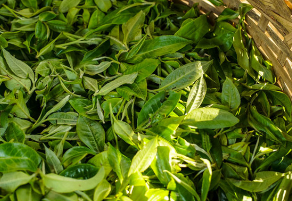 如果茶里有“海克斯科技”，你还敢喝吗？