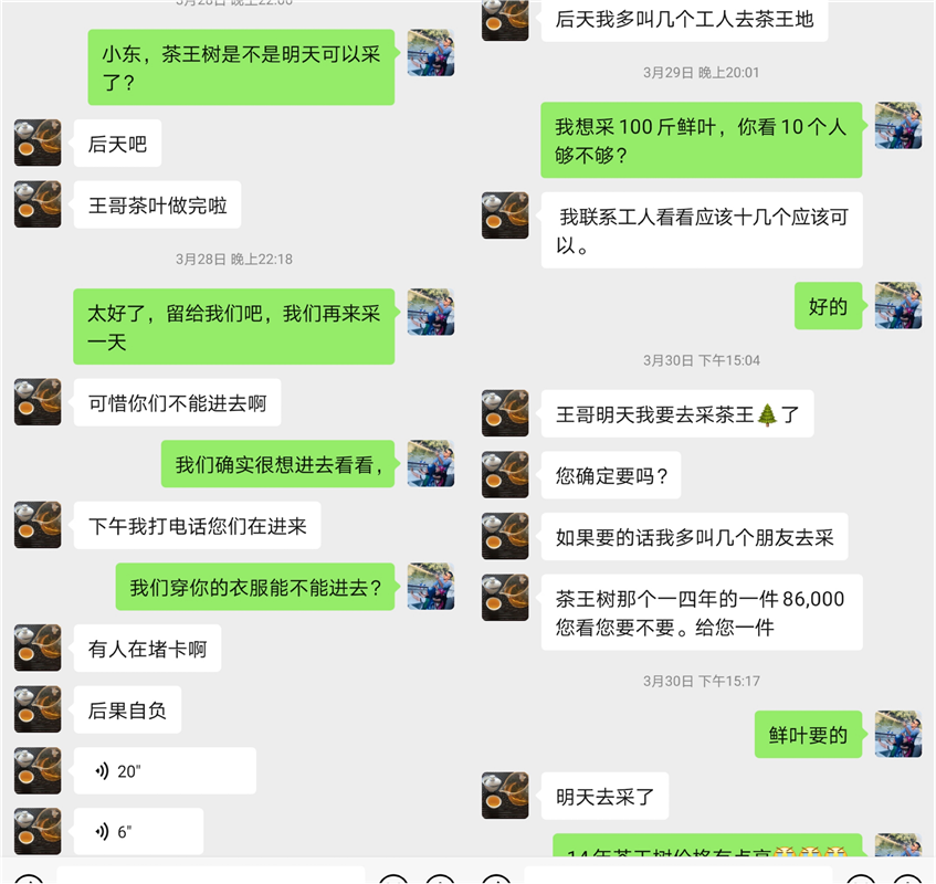 刮风寨茶农把我的茶王树掉包了，交易之地再无净土？