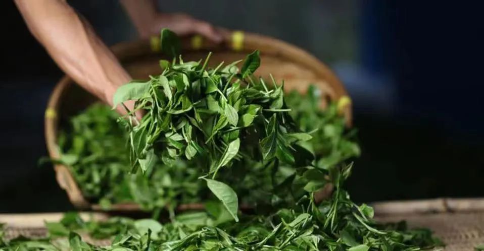 开学第一课：和茶托女友喝2次茶花费21万！茶圈骗术又披上什么新外套？