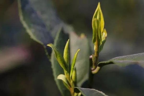 把茉莉跟茶凑一起就成了茉莉花茶?真正的花茶工艺可能是花半辈子都学不会的绝技!