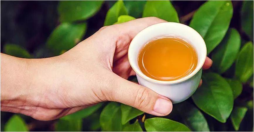 有哪些事是你真正喝茶以后才懂的？小白对茶的十大误解