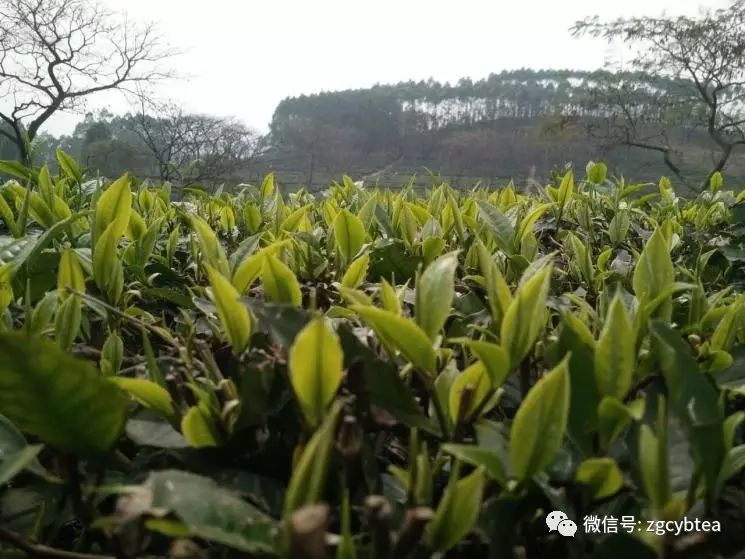 你现在到手的龙井春茶可能是假的！即时播报12大茶产区春茶产情