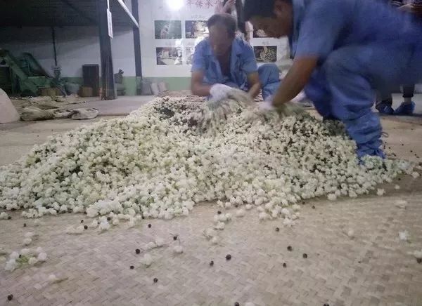 把茉莉跟茶凑一起就成了茉莉花茶?真正的花茶工艺可能是花半辈子都学不会的绝技!