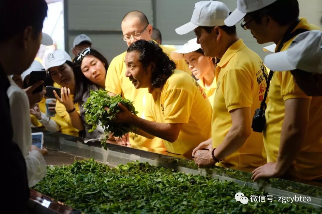 茶界香格里拉-传说中的曼松到底长什么样?图文揭秘长在森林中的古茶园