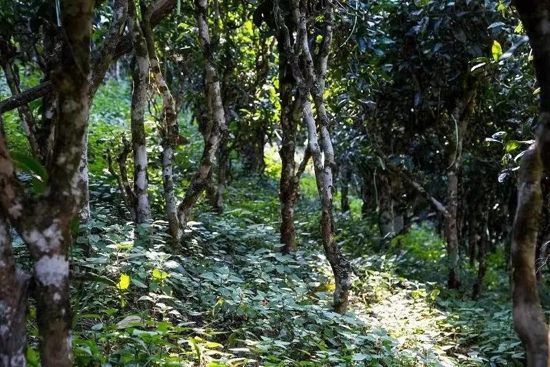 热！多地茶区面临高温天气，往后一年茶叶价格再翻一番？
