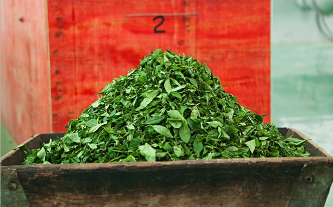 从茶号到合作社，再到中茶公司，这款茶叶的财富故事一直在不停书写