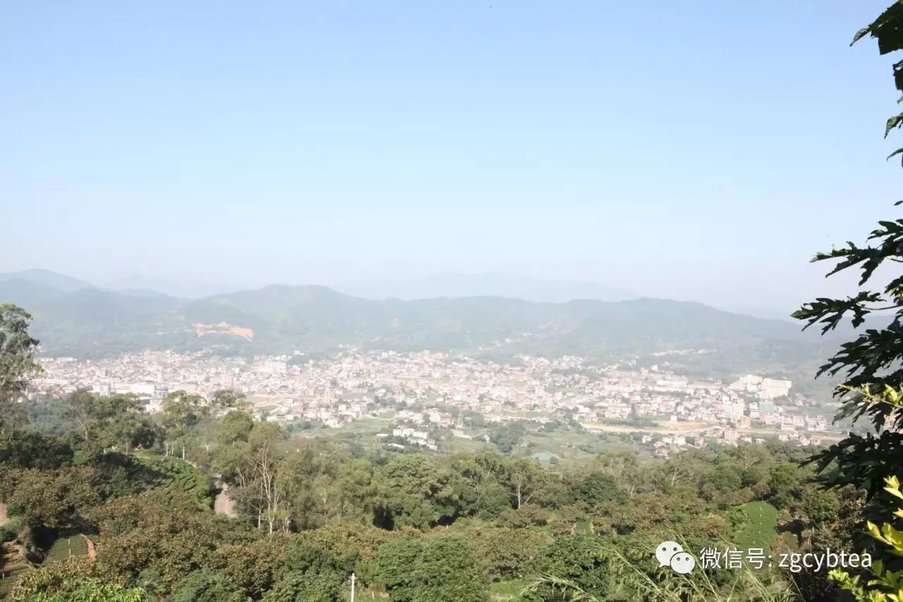 茶界黑料:屡禁不止的毁林种茶,今年在你身边的茶区发生了吗？