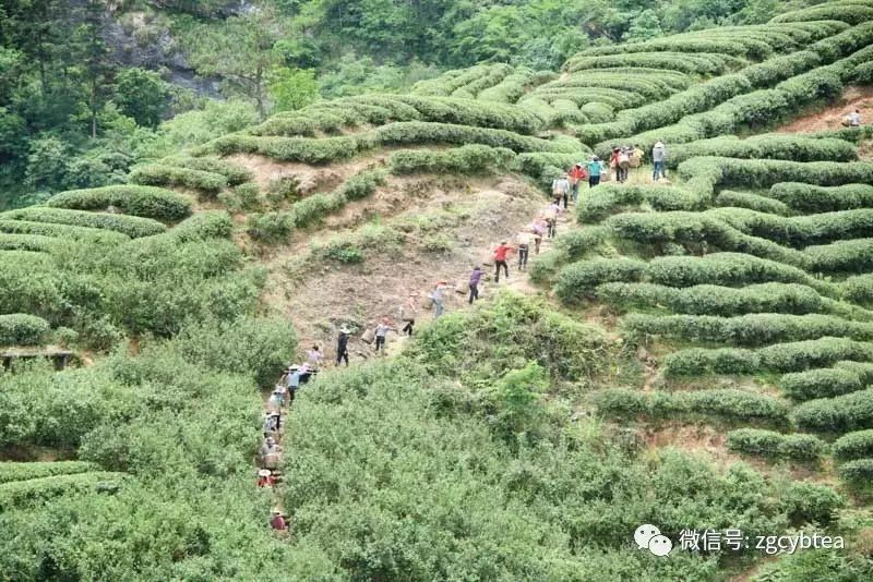 茶界黑料:屡禁不止的毁林种茶,今年在你身边的茶区发生了吗？
