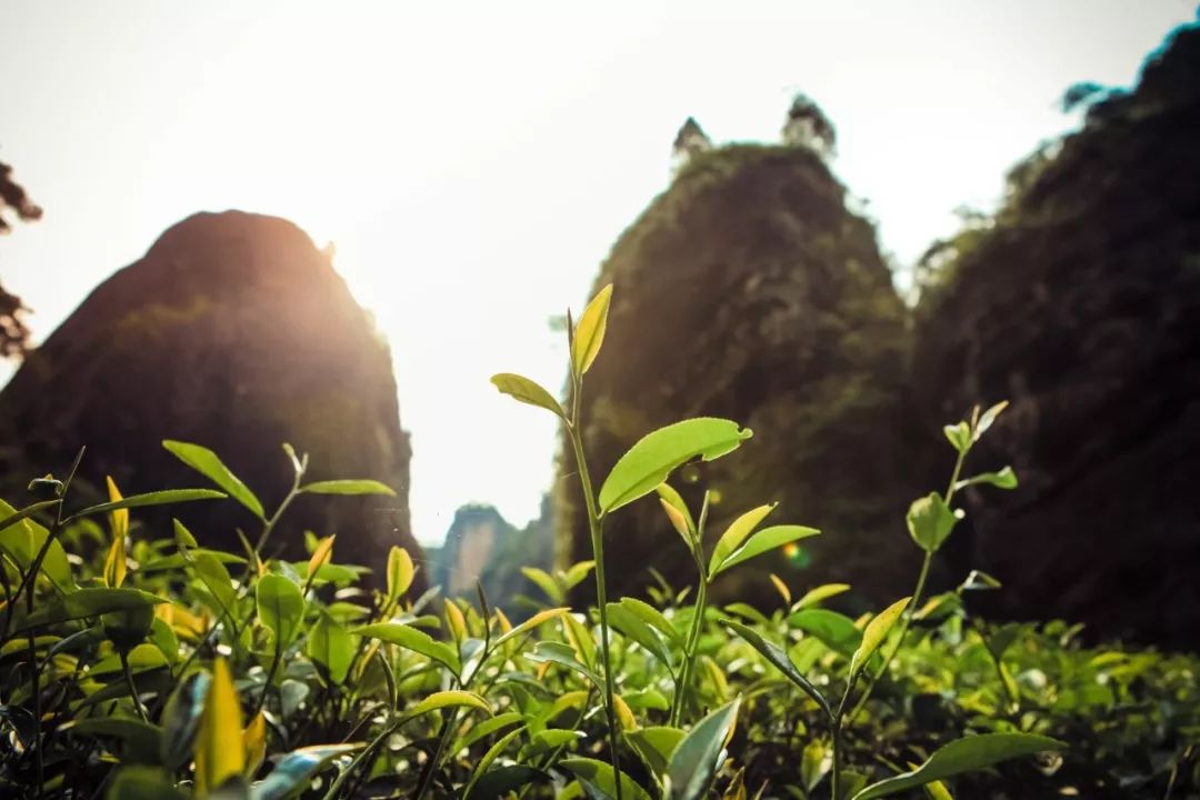 茶人必备免费壁纸:武夷岩茶/云南普洱/安徽祁红…这些好茶的绝美茶山都打包了