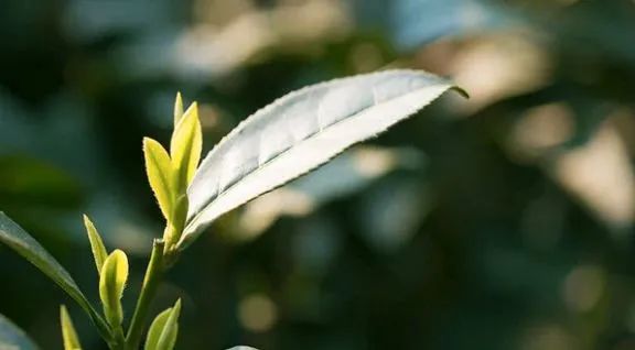 如何喝到一杯正宗的西湖龙井？记住五个绝招，缺一不可！