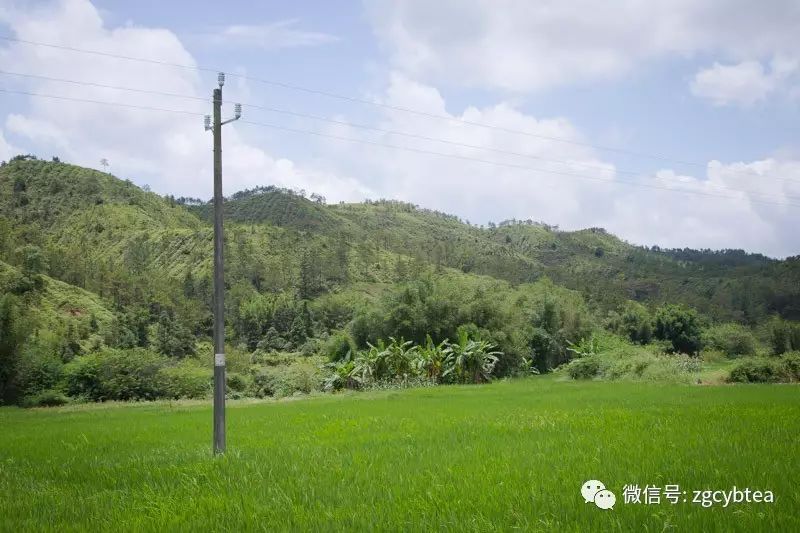 全国2862个县中它毫不起眼,却用牛肉丸和白溪茶氤氲了客家山乡梦