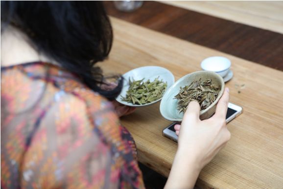 这篇万字超长文教你读懂关于白茶的几乎所有细节！可收藏作工具书使用