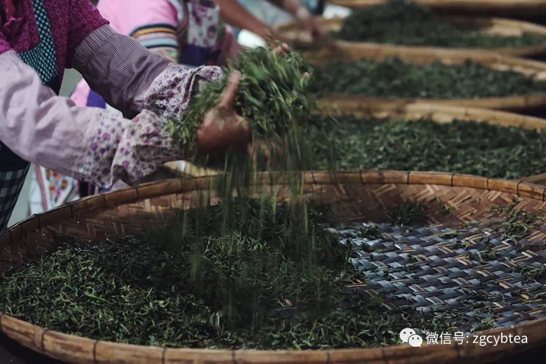 茶界香格里拉-传说中的曼松到底长什么样?图文揭秘长在森林中的古茶园