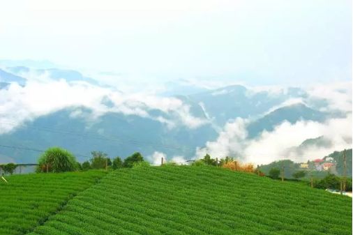 最美避暑茶园攻略：茶友们，我先去这些茶园避暑了