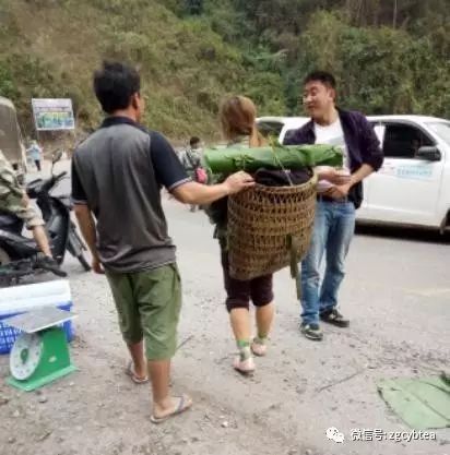 你现在到手的龙井春茶可能是假的！即时播报12大茶产区春茶产情