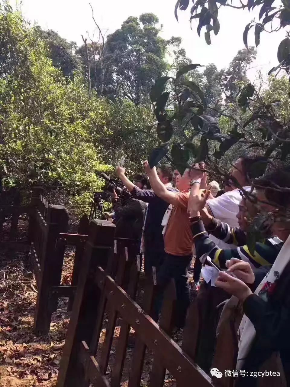 他们把班章村挤成菜市场，将易武堵成帝都，用生命演绎茶山怪象！