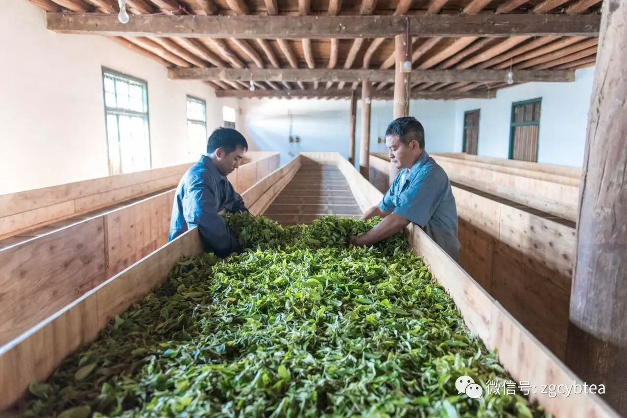 未来十年熟普将被改写？高等级毛茶制作的高端熟普会一统江湖？