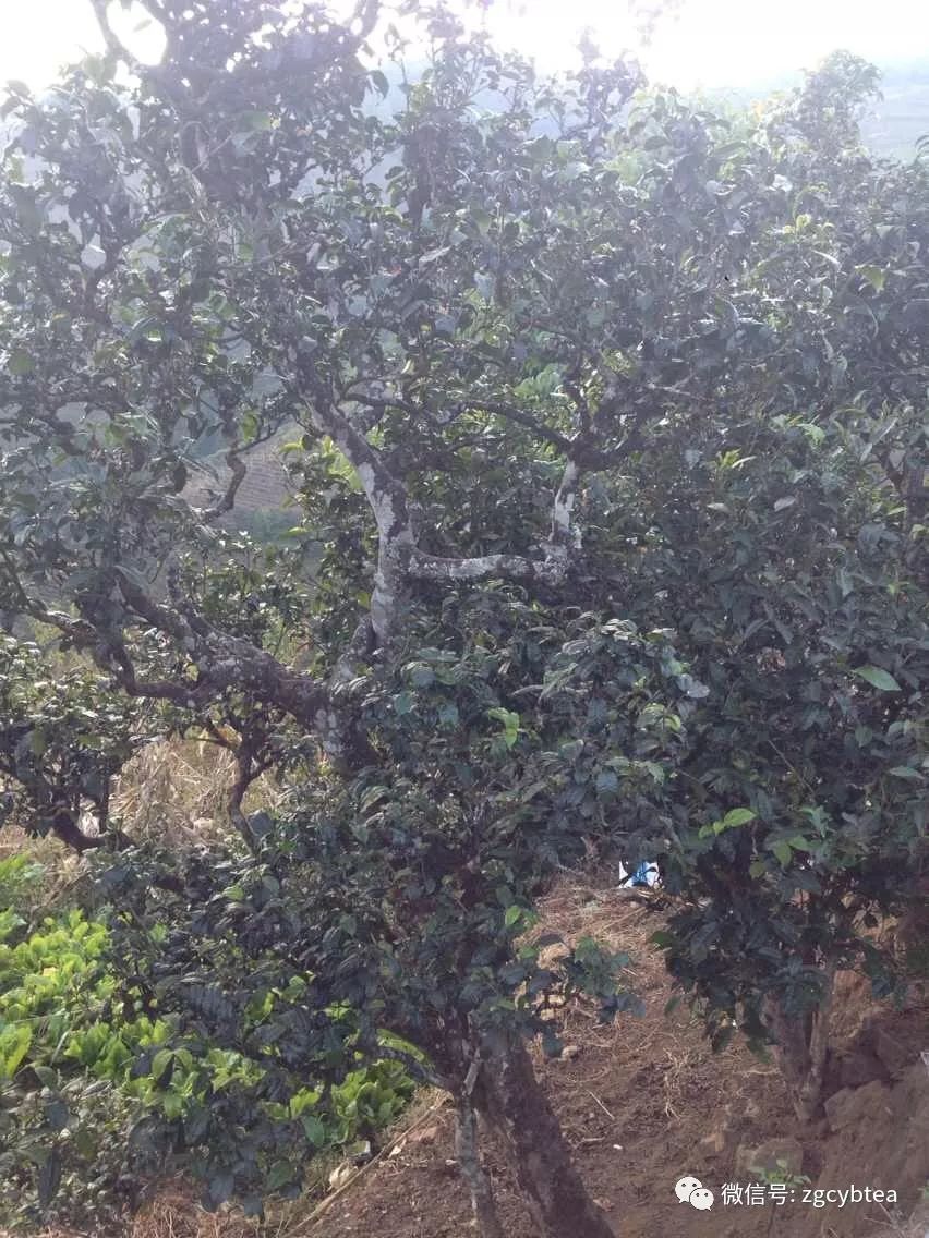 易武小树开采,老班章/昔归/冰岛未萌芽,居然就有了"权威"春茶价?
