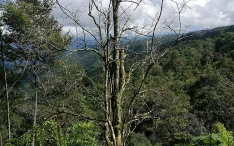 云南易武落水洞那棵活了八百多年的茶树王死了，谁是凶手？