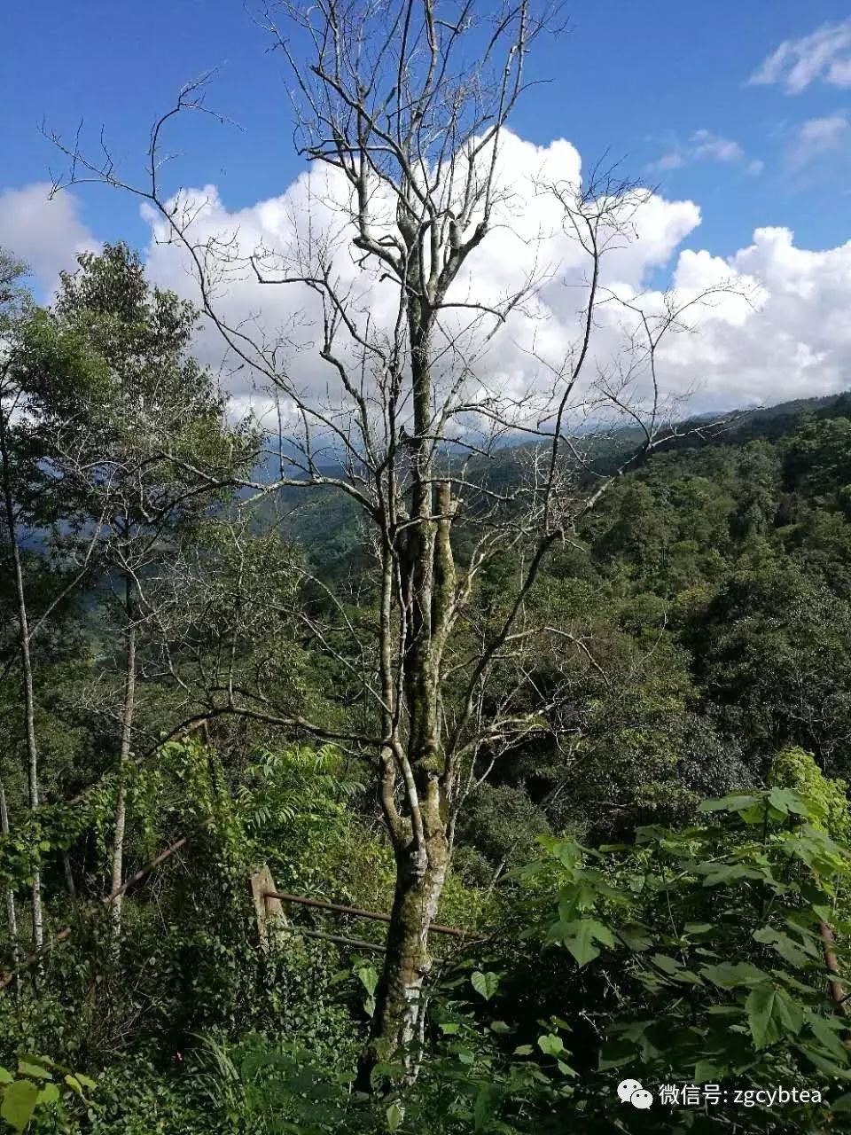 云南易武落水洞那棵活了八百多年的茶树王死了，谁是凶手？