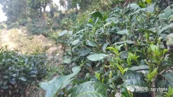 你现在到手的龙井春茶可能是假的！即时播报12大茶产区春茶产情