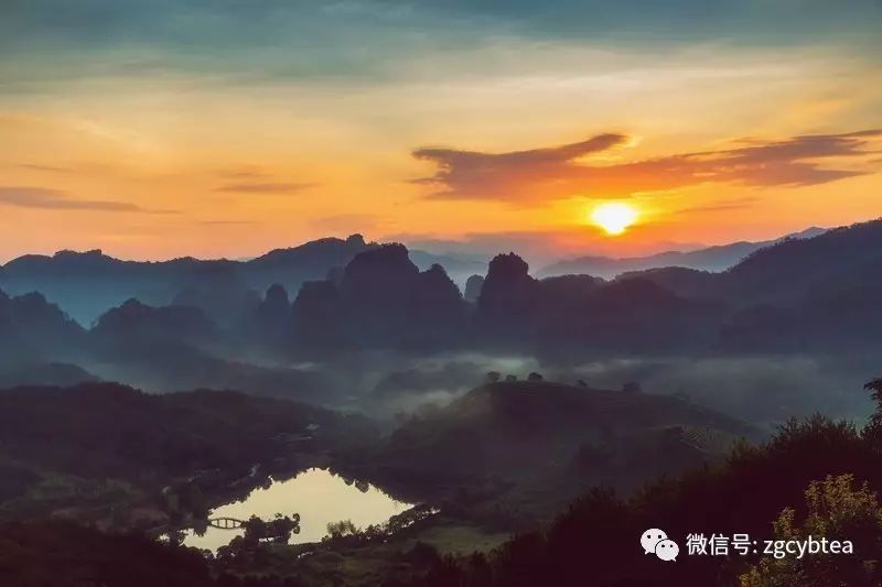 武夷岩茶中那些多不胜数的品种名到底啥意思?我们来给你翻译翻译