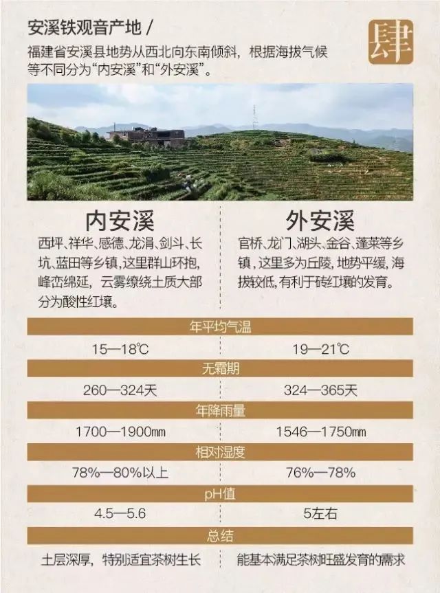 你可能只是喝过铁观音而已，八张图带你了解铁观音