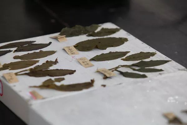 可能这份茶学专业职业规划书对你来说晚了点,但是否可以把它转给还没毕业的学弟学妹?