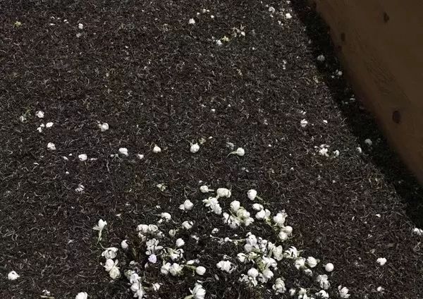 把茉莉跟茶凑一起就成了茉莉花茶?真正的花茶工艺可能是花半辈子都学不会的绝技!