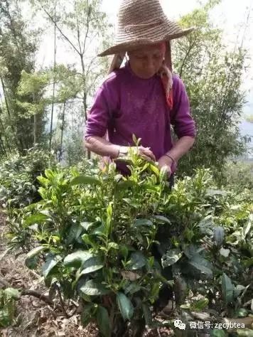 你现在到手的龙井春茶可能是假的！即时播报12大茶产区春茶产情