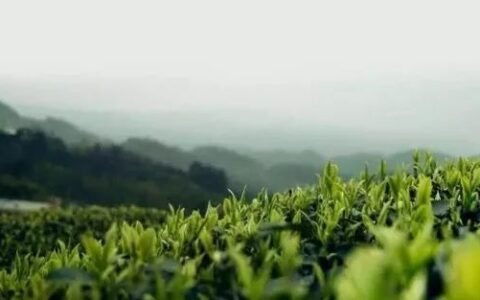 春茶季快到了，你今年准备去茶山吗？