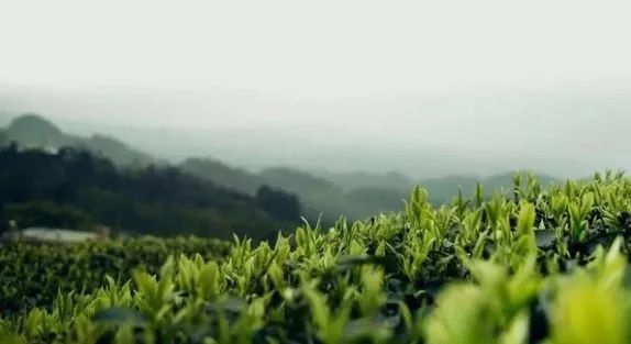 春茶季快到了，你今年准备去茶山吗？