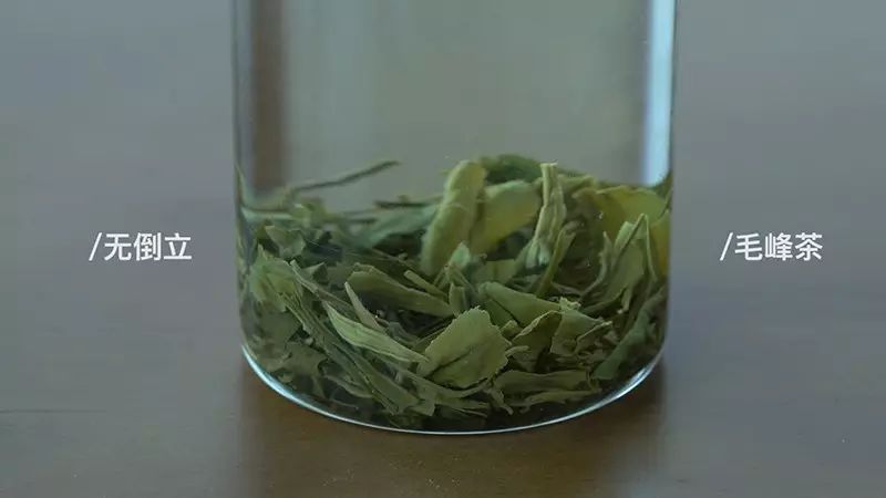一口气泡了17款绿茶,验证是否只有龙井才能在茶汤中倒立?