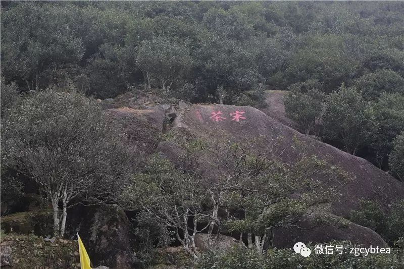 这9条凤凰单丛冷知识,连从小喝单丛长大的70%潮汕人都不知道！