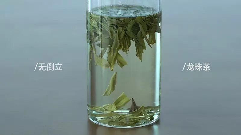 一口气泡了17款绿茶,验证是否只有龙井才能在茶汤中倒立?