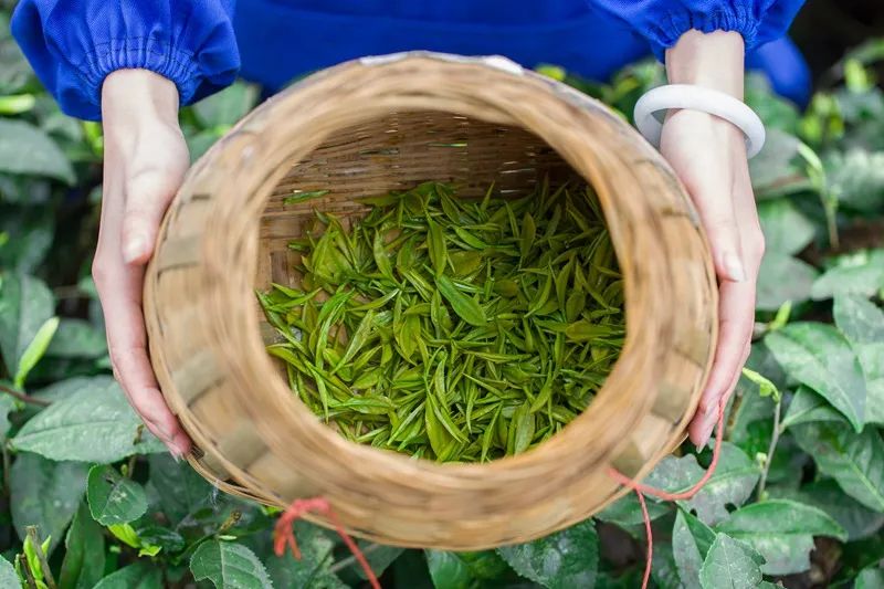 选择困难症患者的疑惑：茶叶杀青为什么有这么多种方式？