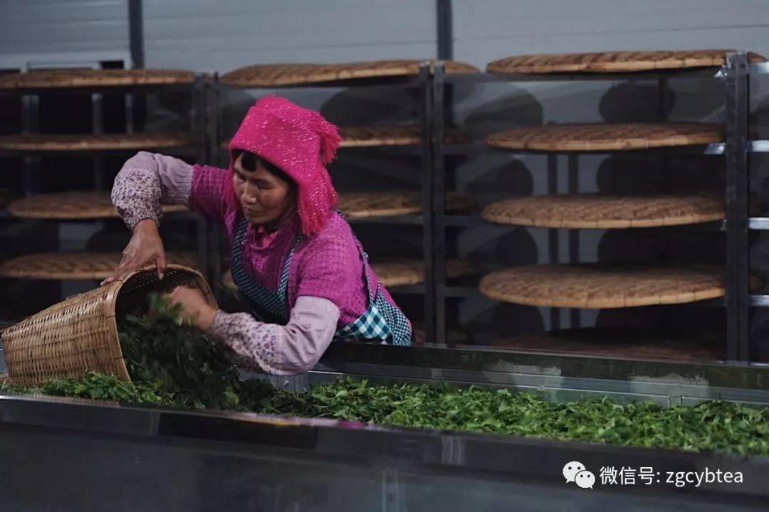 茶界香格里拉-传说中的曼松到底长什么样?图文揭秘长在森林中的古茶园