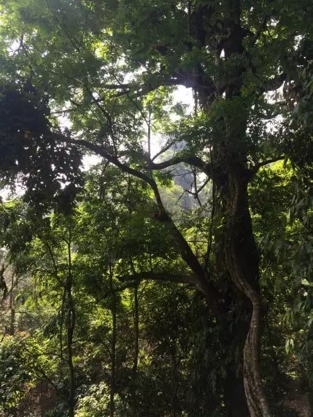 古树茶断货了?别怕,青山处处古茶树！成百上千、量大质优！