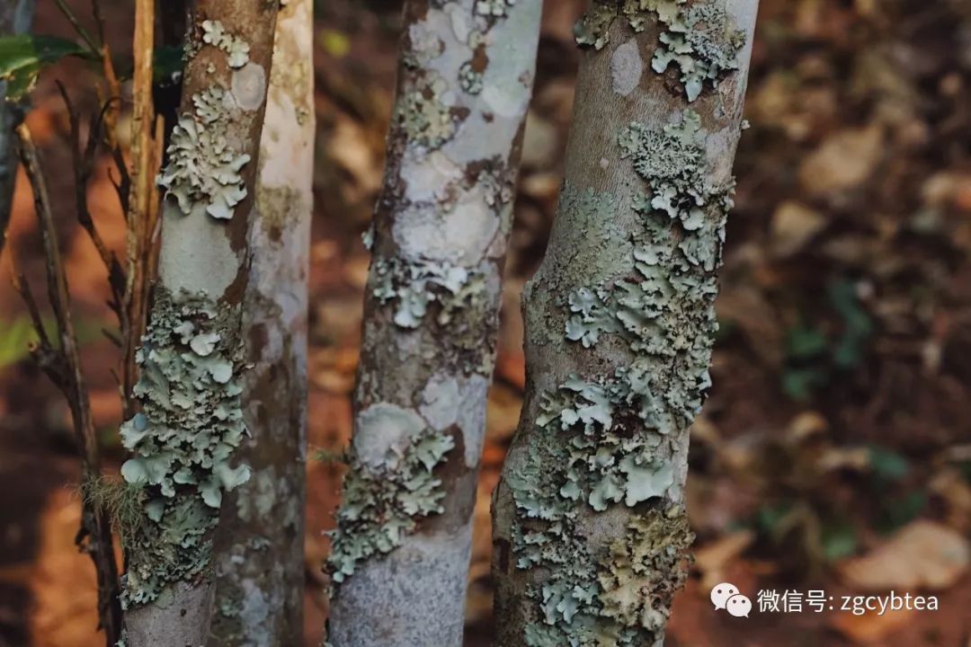 茶界香格里拉-传说中的曼松到底长什么样?图文揭秘长在森林中的古茶园