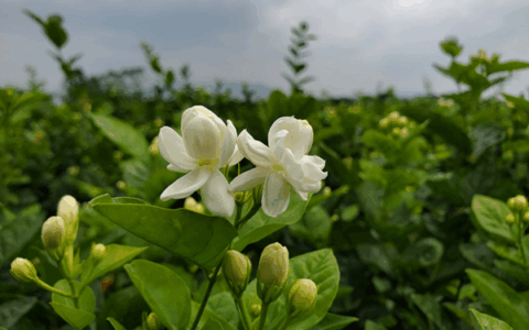 准妈妈准爸爸们，“顺产茶”要不要了解一下？