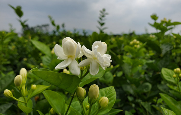 准妈妈准爸爸们，“顺产茶”要不要了解一下？