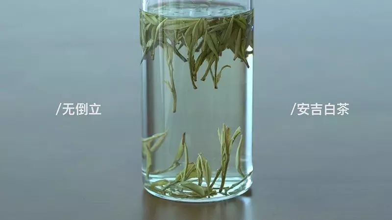一口气泡了17款绿茶,验证是否只有龙井才能在茶汤中倒立?