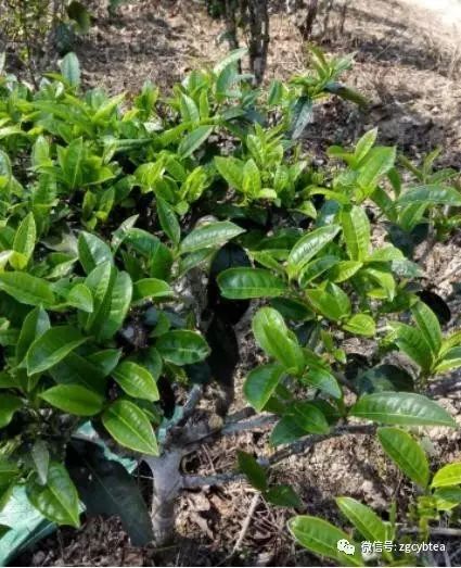 你现在到手的龙井春茶可能是假的！即时播报12大茶产区春茶产情